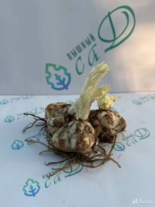 Лилия "ДОЛЬЧЕ ЭНД ГАББАНА" 3 штуки (размер 18/20)